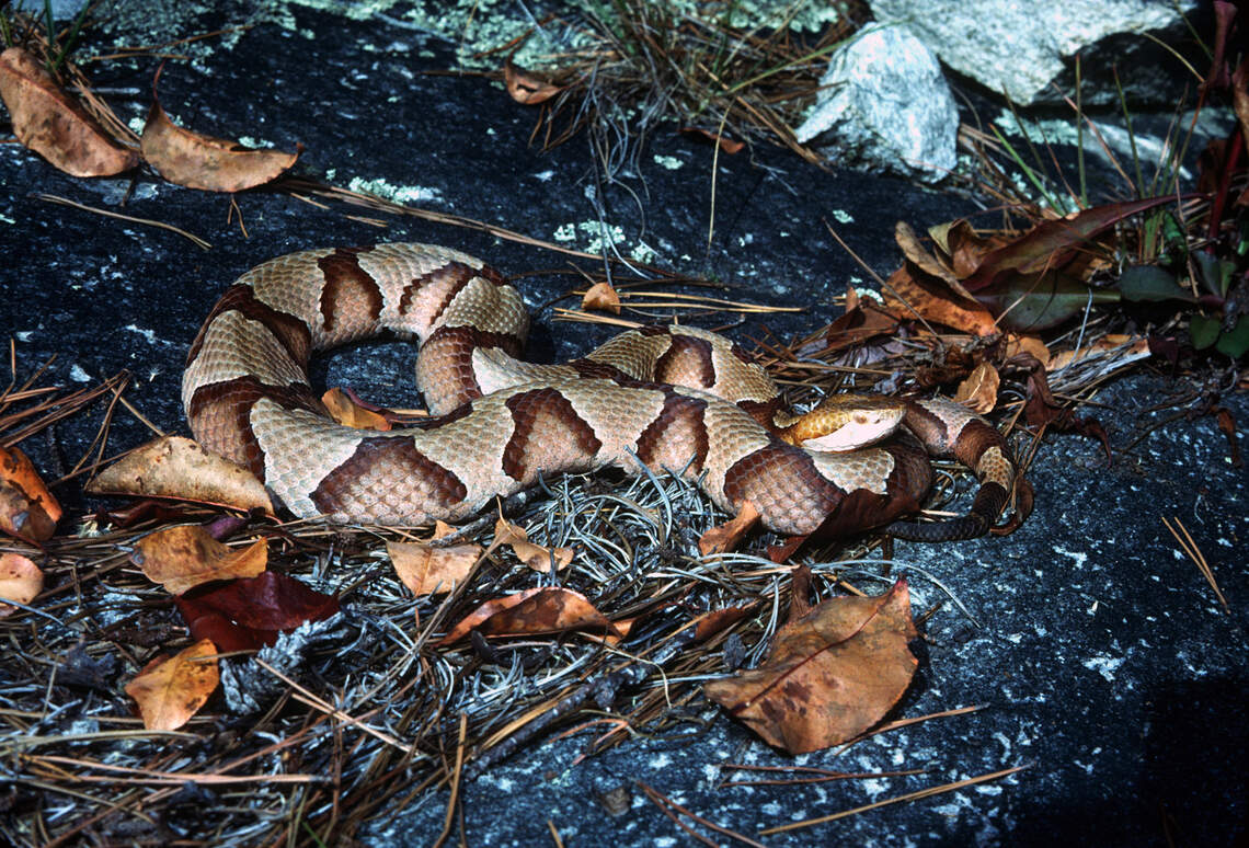 Where do copperhead snakes go in NC when weather gets cold? | Raleigh ...